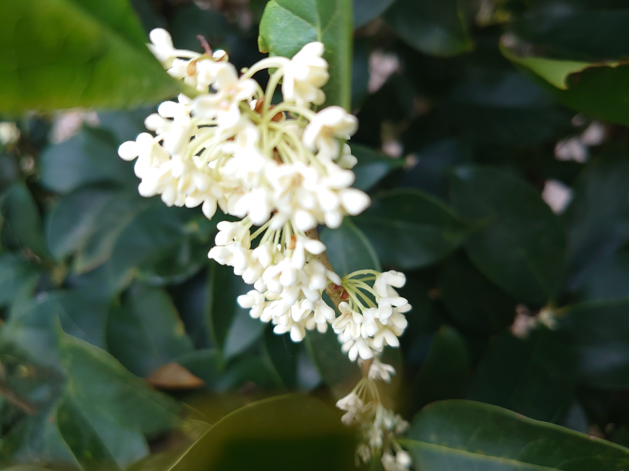 リンダ 金木犀に 白があることを知った 火曜日の午後 亀岡 金木犀 花が好き T Co Aq9np6y1tf Twitter