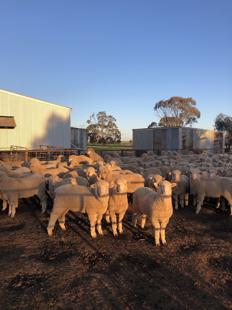 Our consignment of lambs has been reduced in price by the Australian Lamb Company Colac, on account of a vaccination in the brisket???  Every lamb was double vaxxed below ear in neck.  FFS  their traceability is a joke. 👎