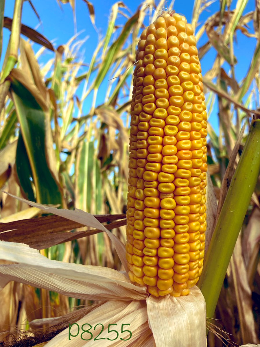 Prêt pour la récolte à Tigny Noyelles🌽☀️🤩
#cornlovers 
<a href="/UnealCoop/">Uneal - Coopérative</a> <a href="/GuillaumeBOYET/">Guillaume Boyet - NORIAP 🧢</a>