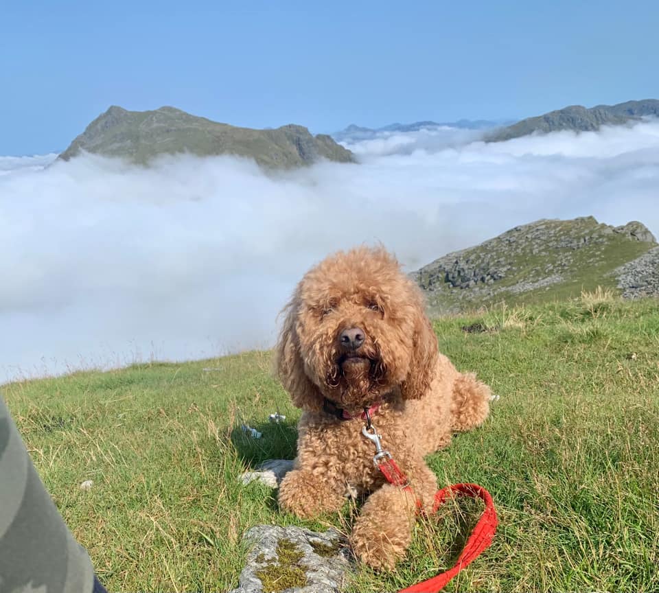 Dora feeling (almost literally) on top of the world 🐶🌎