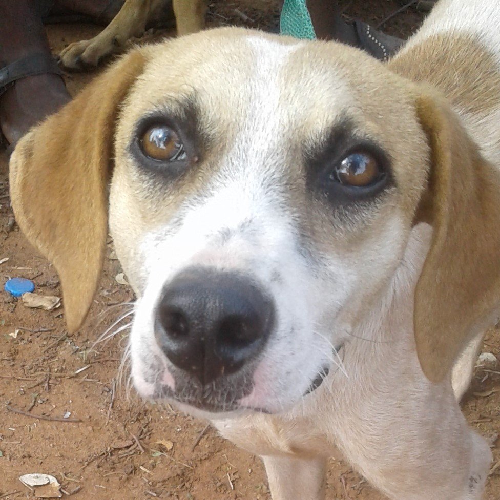 Today is #WorldRabiesDay2021 Did you know that rabies is 100% fatal but also completely preventable?  VFWT is providing over 3000 rabies vaccinations in the Victoria Falls and Hwange areas to keep our wildlife, communities and domestic animals healthy! #OneHealth #WorldRabiesDay