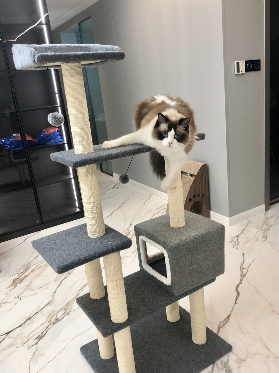 妈咪对俺好好啊！知道俺喜欢登高加抓东西，特别买了这个！喵啊！大爱！