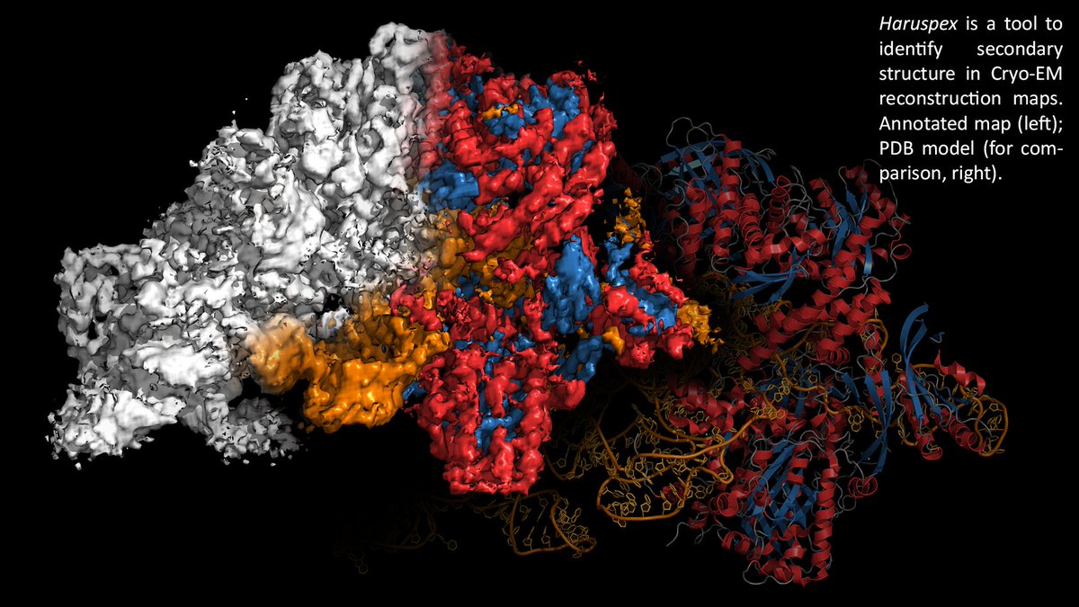Andrea Thorn (@thornlab) on Twitter photo You would like to come to Hamburg, do your PhD in a project involving both Cryo-EM and artificial intelligence in my lab <a href="/harbor_unihh/">harbor_unihh</a> & at a prestigious graduate school?
Apply here! dashh.org/application/ph… You would like to come to Hamburg, do your PhD in a project involving both Cryo-EM and artificial intelligence in my lab <a href="/harbor_unihh/">harbor_unihh</a> & at a prestigious graduate school?
Apply here! dashh.org/application/ph…