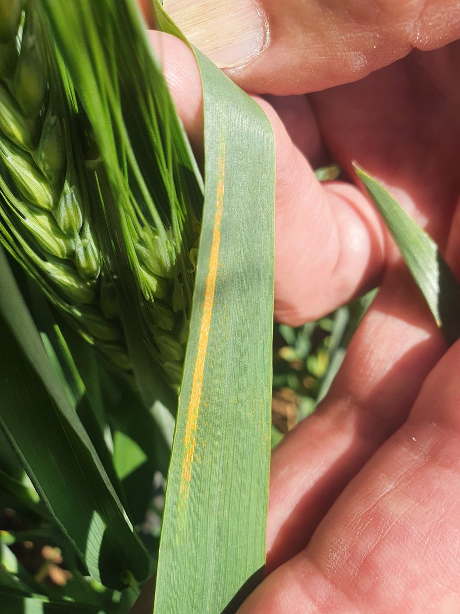 kate_stuch's tweet photo. Stripe rust showing up in Scepter and giving @John_Stuch an opportunity to further his hand modelling career 🤲 https://t.co/cw5NtSe4yC