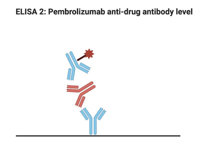 Just published! "Identification of neutralising pembrolizumab anti-drug antibodies (ADAs) in patients with melanoma" <a href="/SciReports/">Scientific Reports</a> .  We found the rate of neutralising ADAs (7%) was higher in our real world cohort than has been previously reported. 1/2
rdcu.be/cyATX