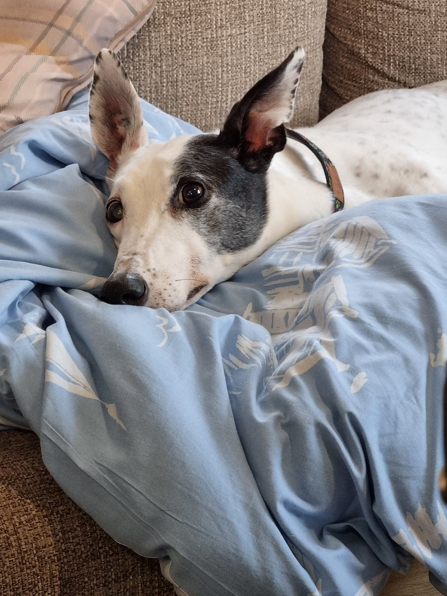 VCS_1995's tweet photo. Wait!!!...Did I just hear someone say Burger King 🤣🤣
#retirednotrescued #retiredracer #retiredgreyhound #retiredathlete #exracer #greyhound #greyhoundlove #greyhoundlife #greyhoundobsessed #greyhoundsaspets #greyhoundsmakegreatpets #borntorun #lovestoeat https://t.co/8pY7L7p1yA