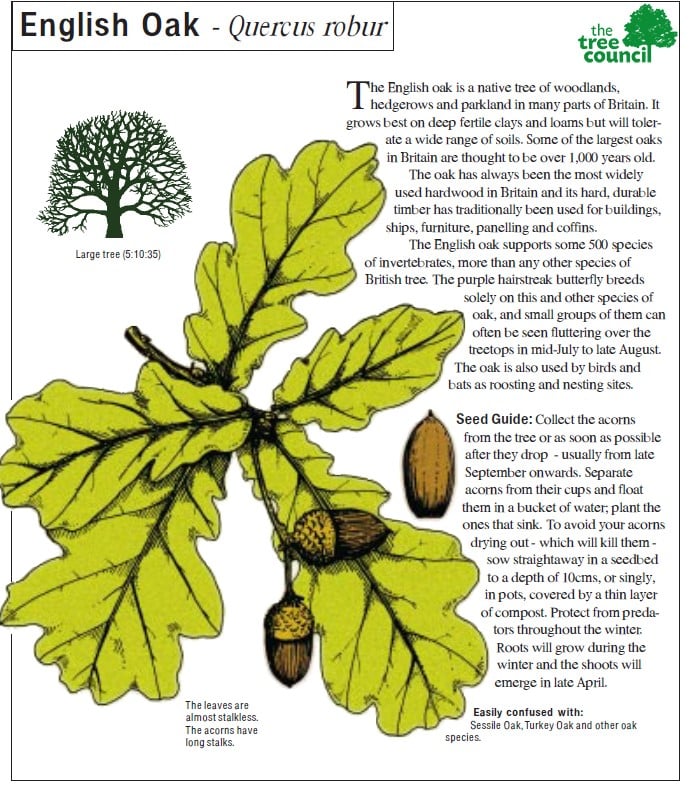TheTreeCouncil's tweet photo. Want to know how to grow an English Oak from acrons collected this #SeedGatheringSeason? 

Well here's a snippet from our Good Seed Guide on how to do just that.

You can find other species as well as our step-by-step growing trees from seeds guide at https://t.co/vsKZr3FEhL https://t.co/sJgPrEHuz7