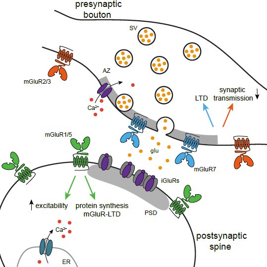 bodzeta's tweet photo. Everything you want to know about localization of mGluRs, now you can find in our new review 10.1016/j.neuropharm.2021.108799 Thanks to 
@NickyScheefhals and @hdmacgillavry
for great collaborations https://t.co/OsSlH2GoYs