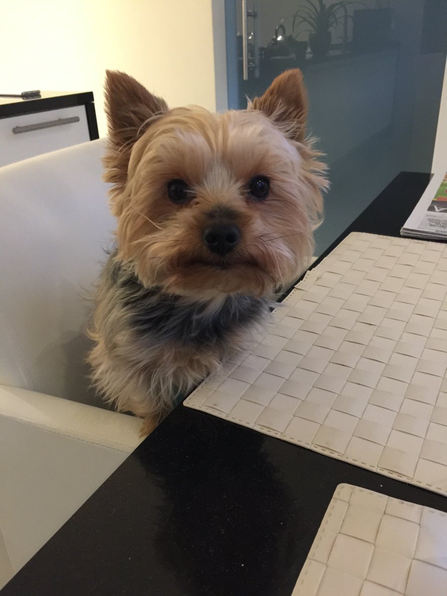 aserebrenik's tweet photo. Coming up at #scam21 Bring your own pet! https://t.co/uHXtHarwRb
