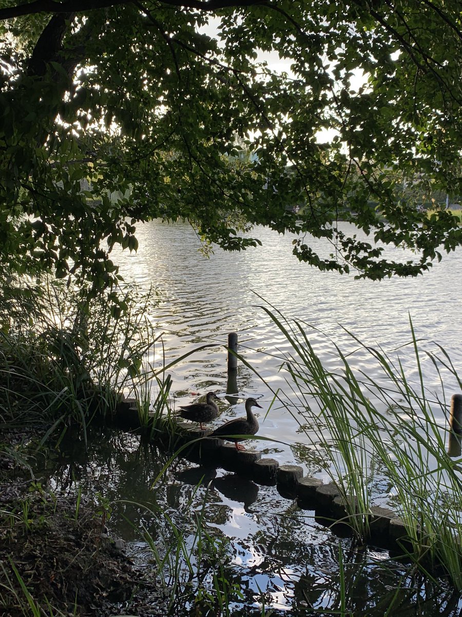 明日29日(水)は蕨Our Delightにて駒野カルテットLive 18:00-¥3600レコーディング以来メンバーが揃います。ぜひお待ちしておりますっ。

写真は今日のお散歩中のひとコマ。可愛すぎる🦆🦆