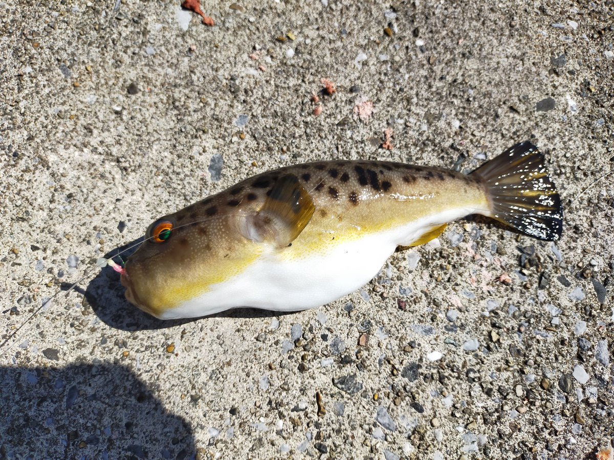 魚の名前がわからない 魚の名前がわからない