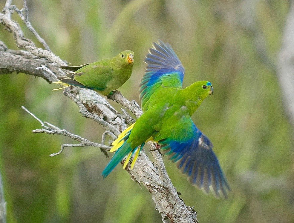 neophema1's tweet photo. Apparently 1 #OrangebelliedParrot has arrived at Melaleuca but no details. Why does the #dpipwe Orange-bellied Parrot program and #recoveryteam continue to think this is top secret information? There are so many people who want to know how the species is going so why not share? https://t.co/PsOxT27yJb