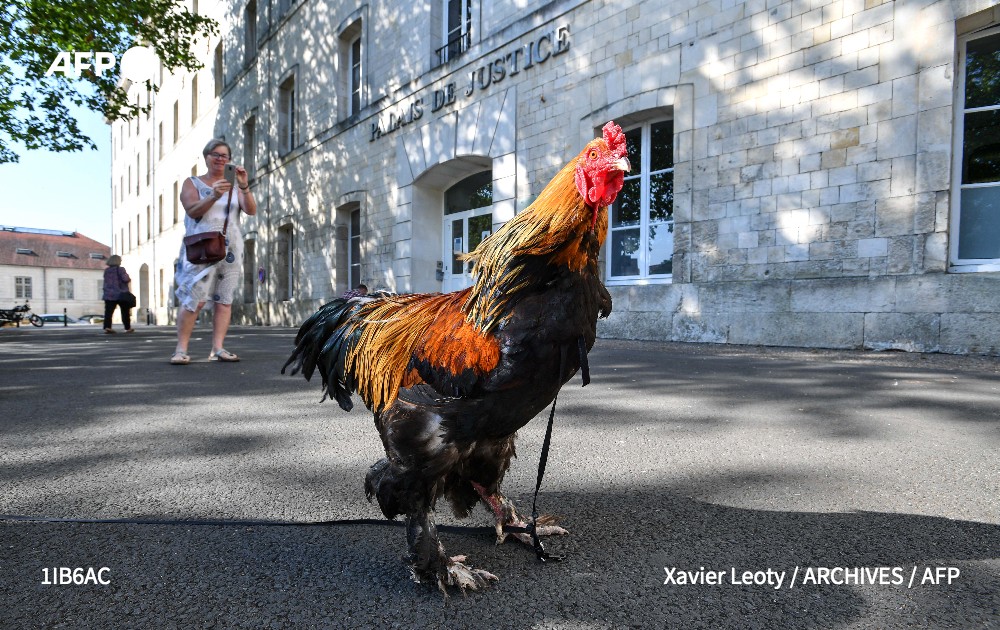 Agence France-Presse tweet media