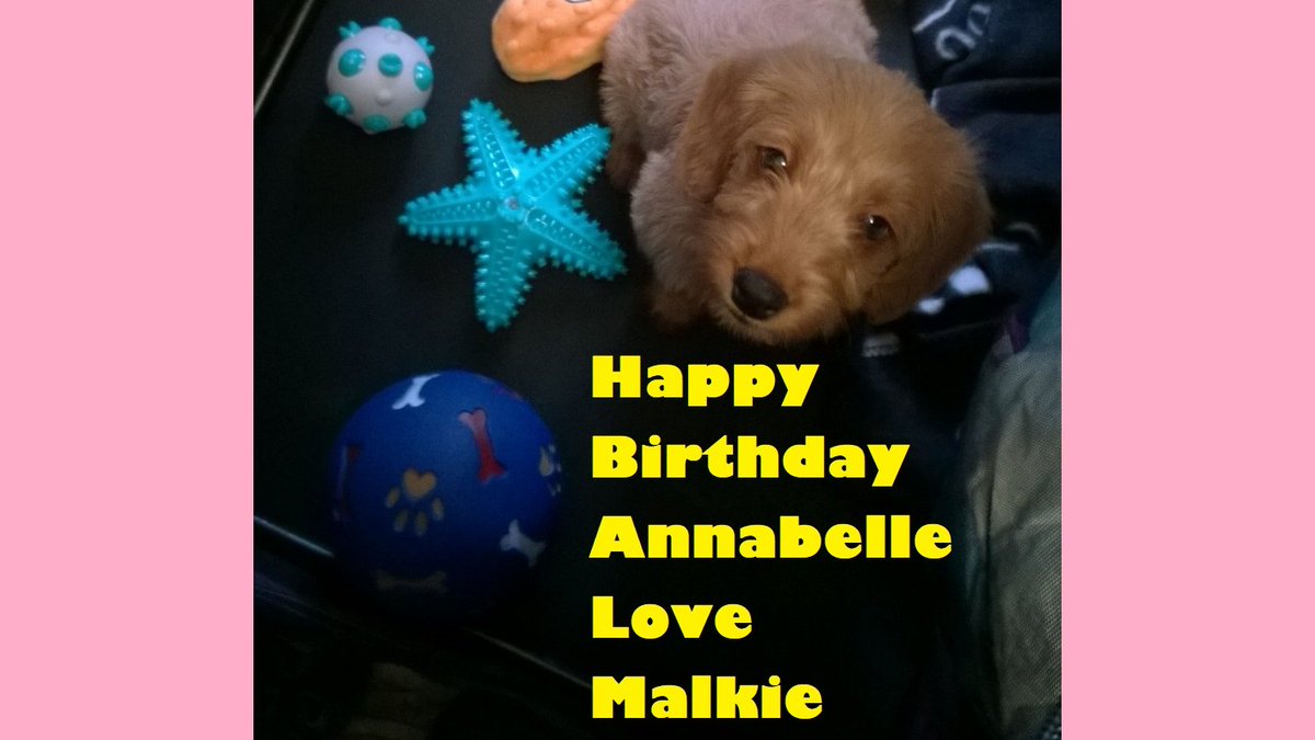 bjasaddystories's tweet photo. Introducing Malkie the Trainee #Allergy #Assistance #Dog

He’s a #Labradoodle #pup  and he is more #Poodle than #Labrador about to start his training adventure

Watch this space and https://t.co/O0veM7GFqI https://t.co/JZCGdXcOQP