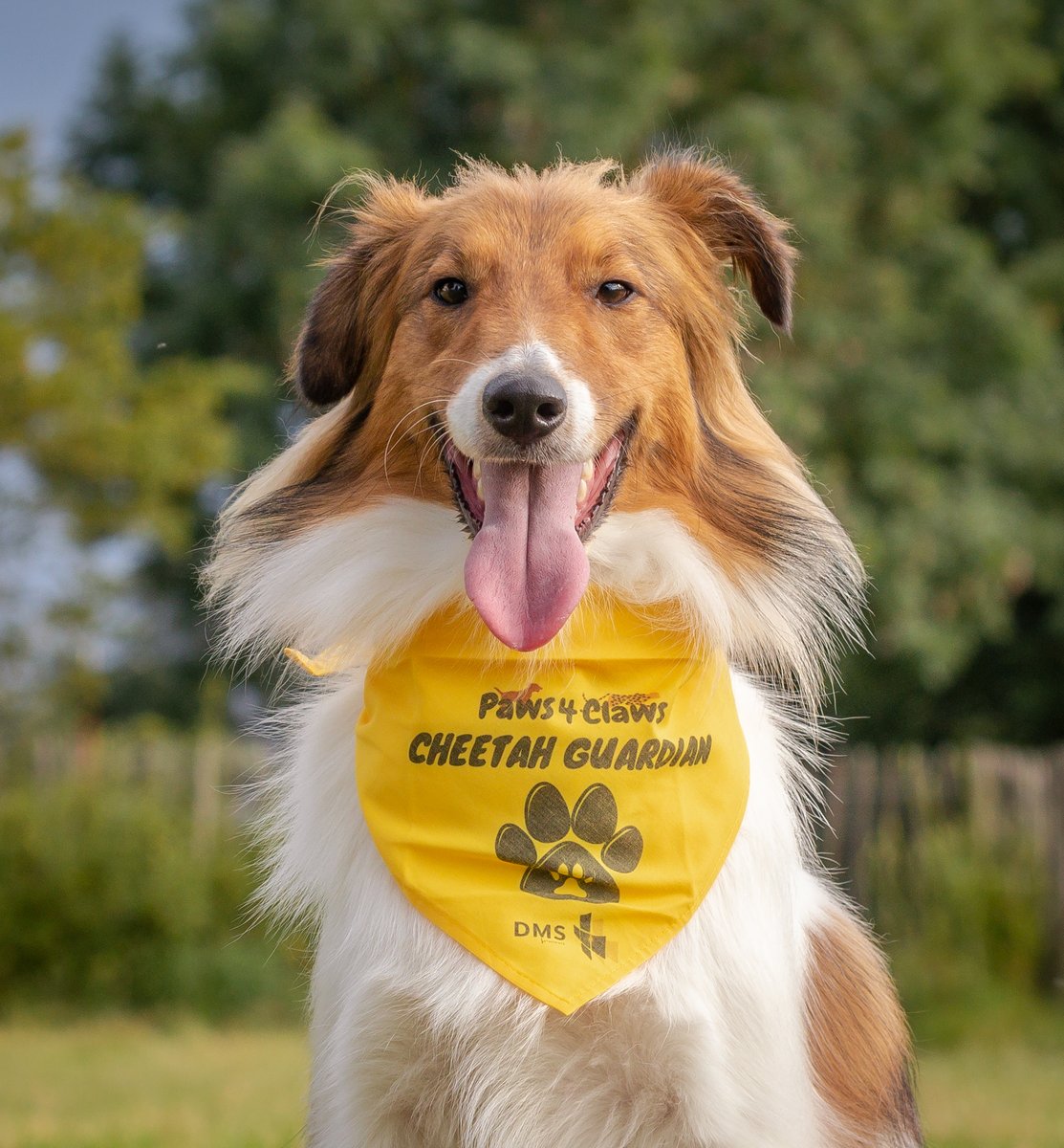 CCFCheetahUK's tweet photo. As well as getting a bandana courtesy of @hasbean for joining #PawsforClaws, share your pics with us on social tagging @ccfcheetahuk &amp; #UnitingforCheetahs &amp; you could win a printed pic from @DSColour .Those who raise £100+ will go into a draw to win a hamper from Pets Love Fresh! https://t.co/zCDR2NZ0Hy