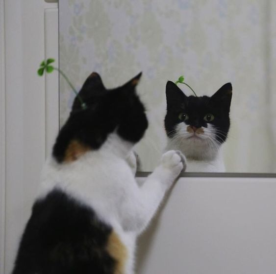 din🌟 comms tweet media