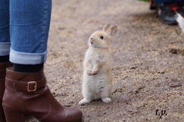 RabbitEveryHour's tweet image. 