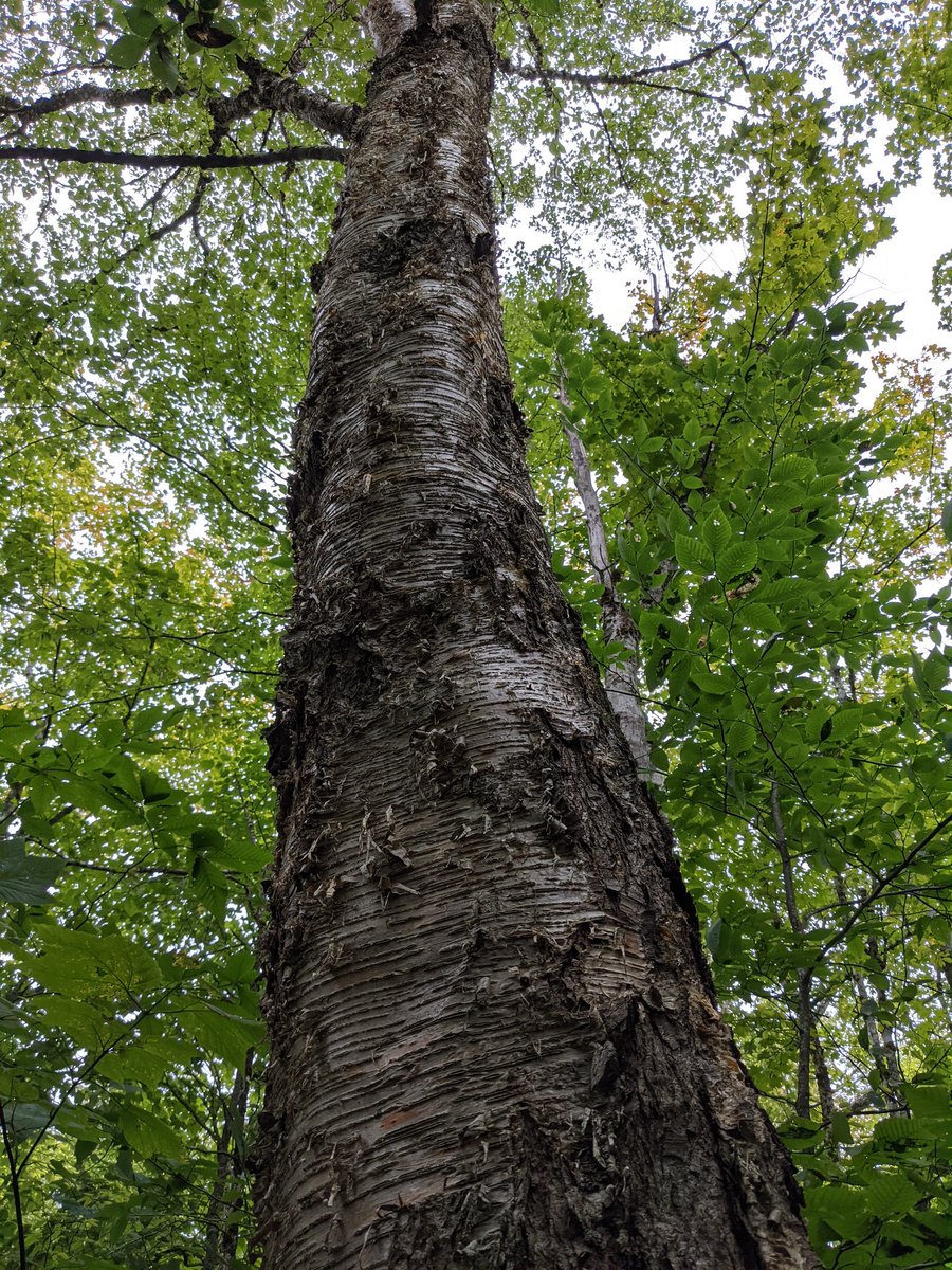 A big old yellow birch. #thicktrunktuesday #FundyNationalPark