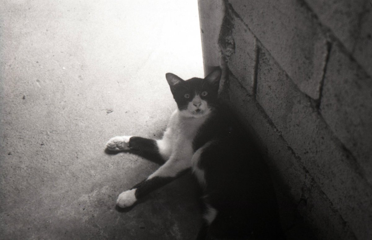 sinderlen's tweet image. " Oh my G "
Opensea link:opensea.io/collection/lao…
@opensea  
#cat #NFTCommunity  #NFTs  #nftphotography  #nftcollector