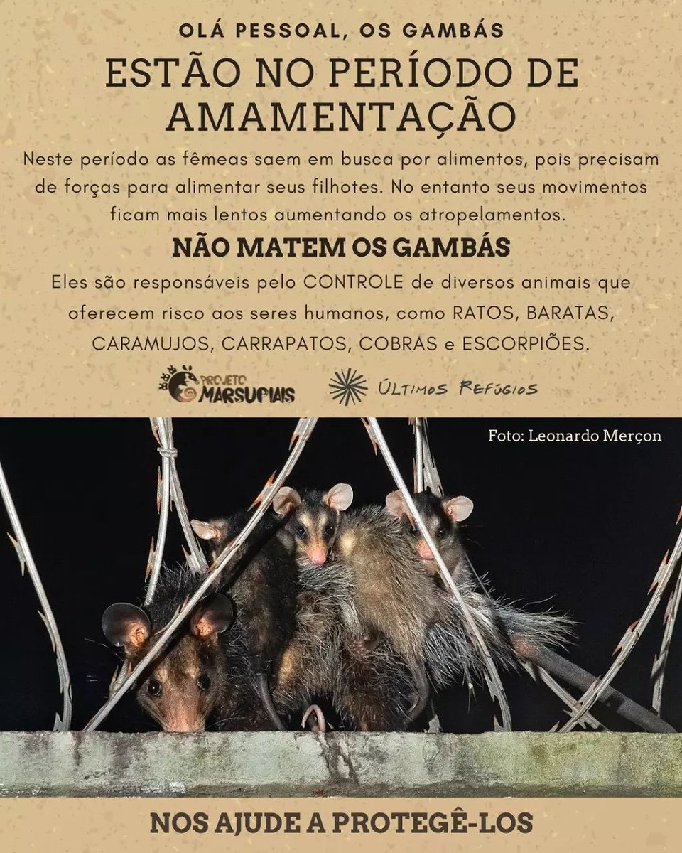 andretrig's tweet photo. Bom dia para todos os protetores de gambás (como eu). A aparência pode não ser das melhores mas eles são dóceis, inofensivos, comem tudo o que você não quer por perto (baratas, lacraias, escorpiões) além de serem reflorestadores naturais por disseminarem sementes nas fezes. 🐭 https://t.co/yiIxE5zbM5