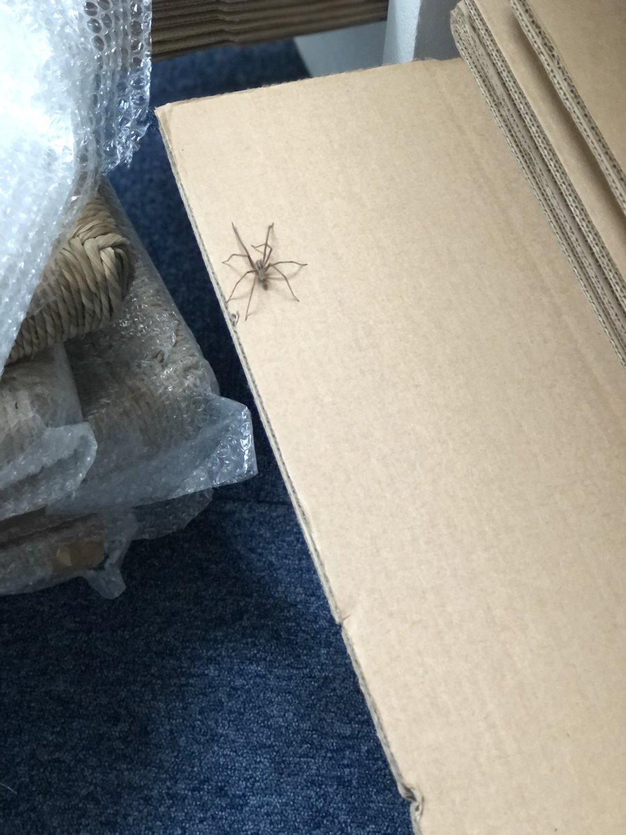 I needed some company this morning…🕷