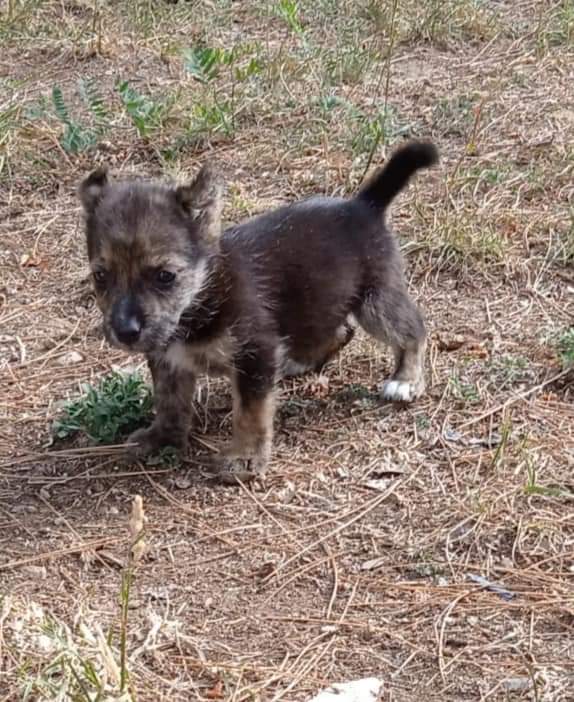 Titty  recuperata in montagna insieme ai fratellini, sorelline e la mammina  ( tutti già con richiesta ) cerca una mamma che la ami.
È una scricchiolina di 2 mesi, taglia piccola, si trova in Calabria  e si affiderà vaccinata, chippata  dopo iter preaffido. Info 3894290584