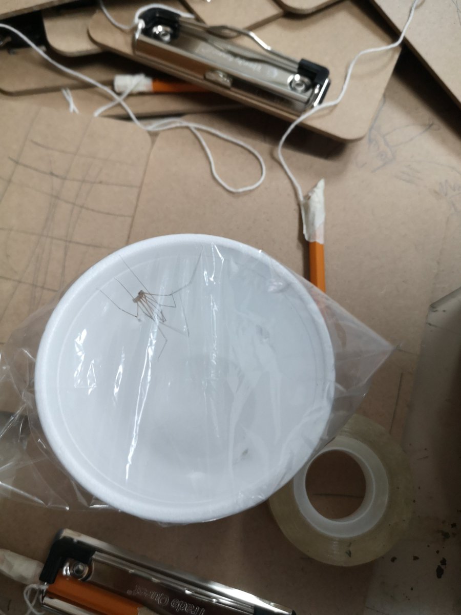 When a student really likes bugs, sometimes you have to set aside your (intense) fears and catch them something cool.<a href="/LordStrath_LDSB/">Lord Strathcona PS</a>