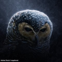 minpin78's tweet image. 🦉Please Sign: Restore Critical Habitat to the #SpottedOwls therainforestsite.greatergood.com/clicktogive/tr…