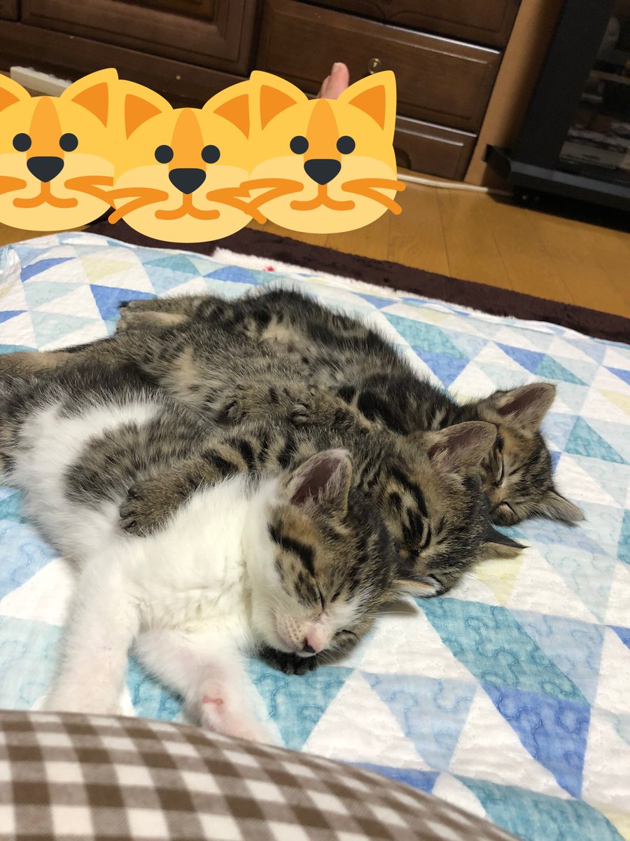 保護して4日後(去年の5月) 猫団子3きょうだい😸😸😸 #猫のいる暮らし