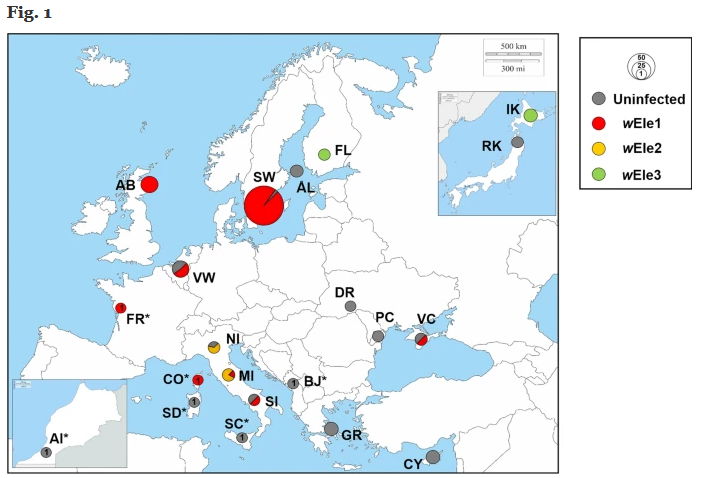Wolbachia-driven selective sweep in a range expanding insect species. #BtBsPub <a href="/UNIMIB/">Università degli Studi di Milano-Bicocca</a> #GalimbertiLab_BtBs <a href="/andreagali82/">Andrea Galimberti</a> bmcecolevol.biomedcentral.com/articles/10.11…