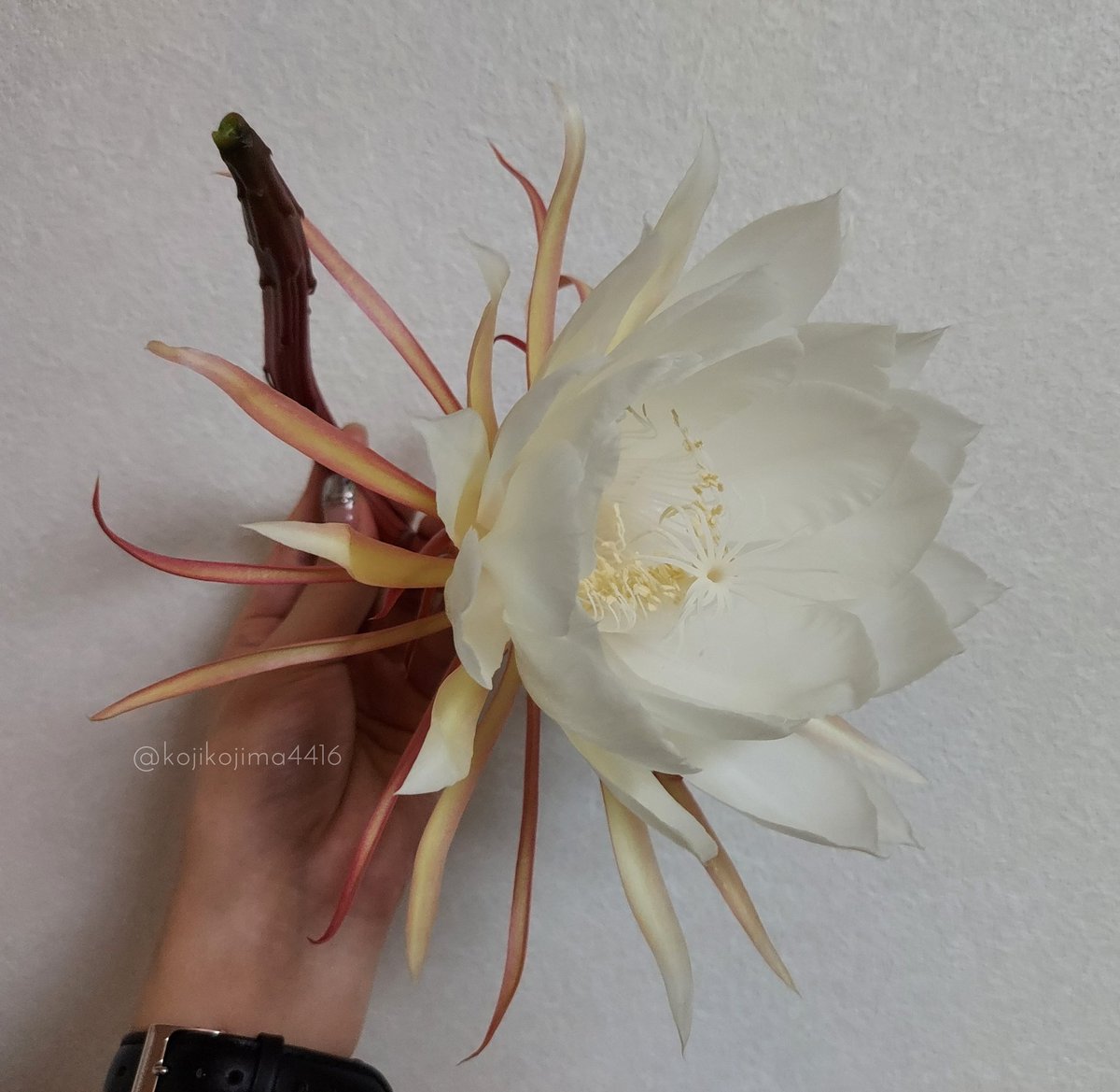 「月下美人が咲いたので良かったら作画の参考資料にどうぞ。
※写真素材ではありません」|小嶌❇個展4/1(土)〜4/13(木)のイラスト
