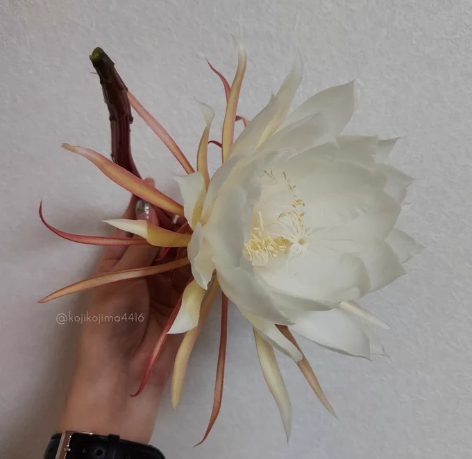 月下美人が咲いたので良かったら作画の参考資料にどうぞ。
※写真素材ではありません。この写真そのものの素材としての利用及び二次配布や転載は禁止とさせていただきます。 