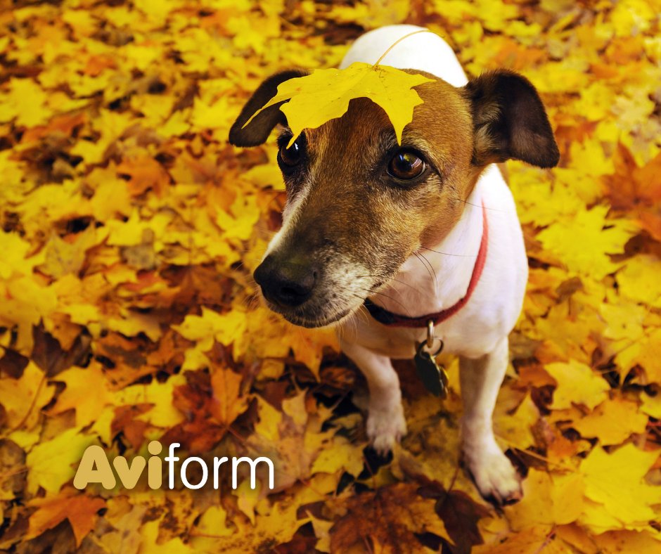 aviform's tweet image. Can you believe it's October this week?! What is your favourite thing about autumn? 🍁🍂