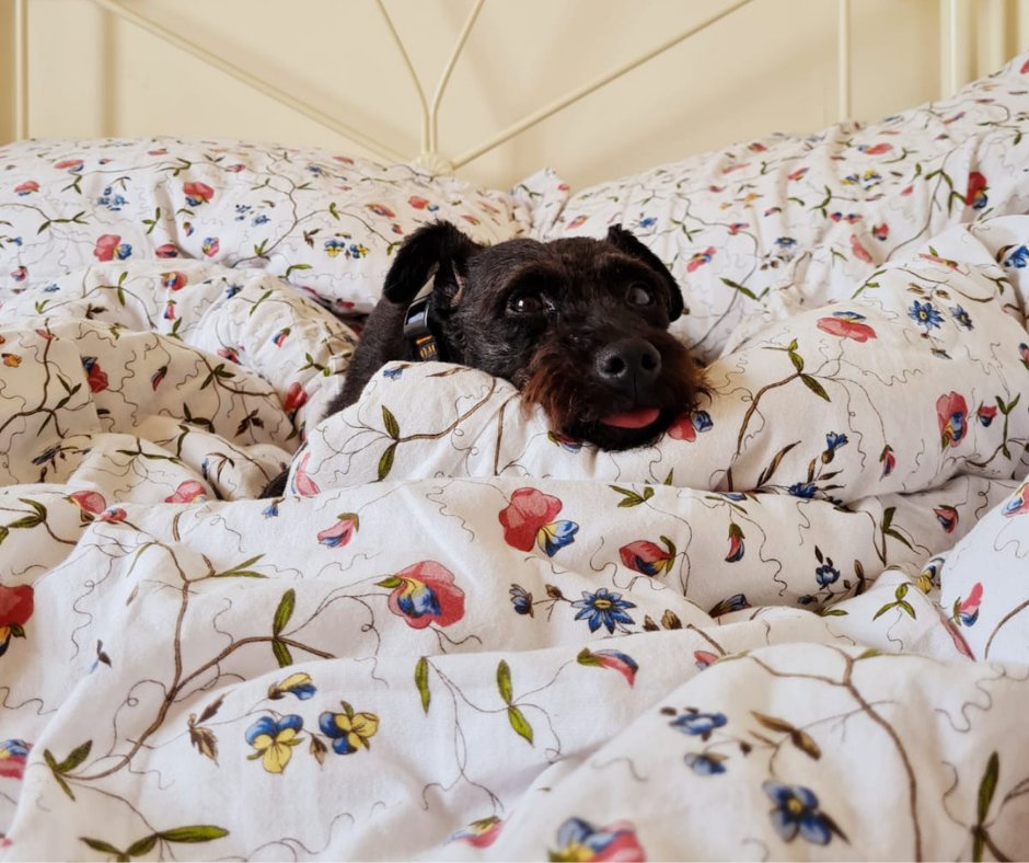 aviform's tweet image. When you want to keep snoozing but you hear someone mention treats😛