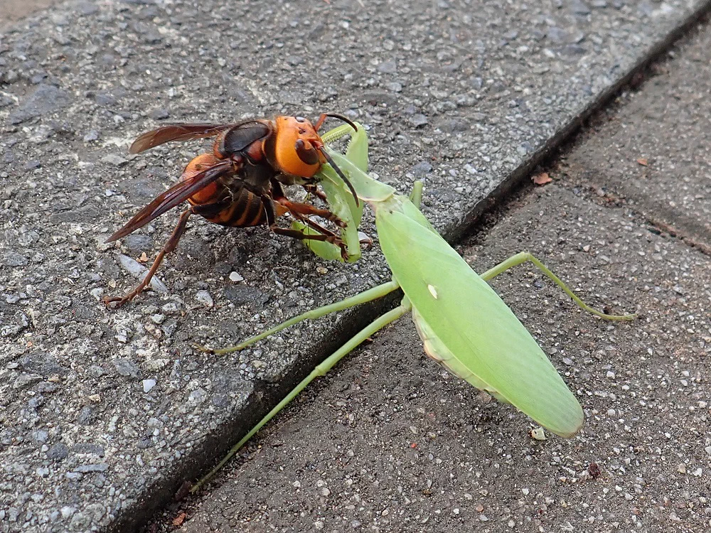 今後見ることができない？ハラビロカマキリとオオスズメバチの取っ組み合いのケンカwww
