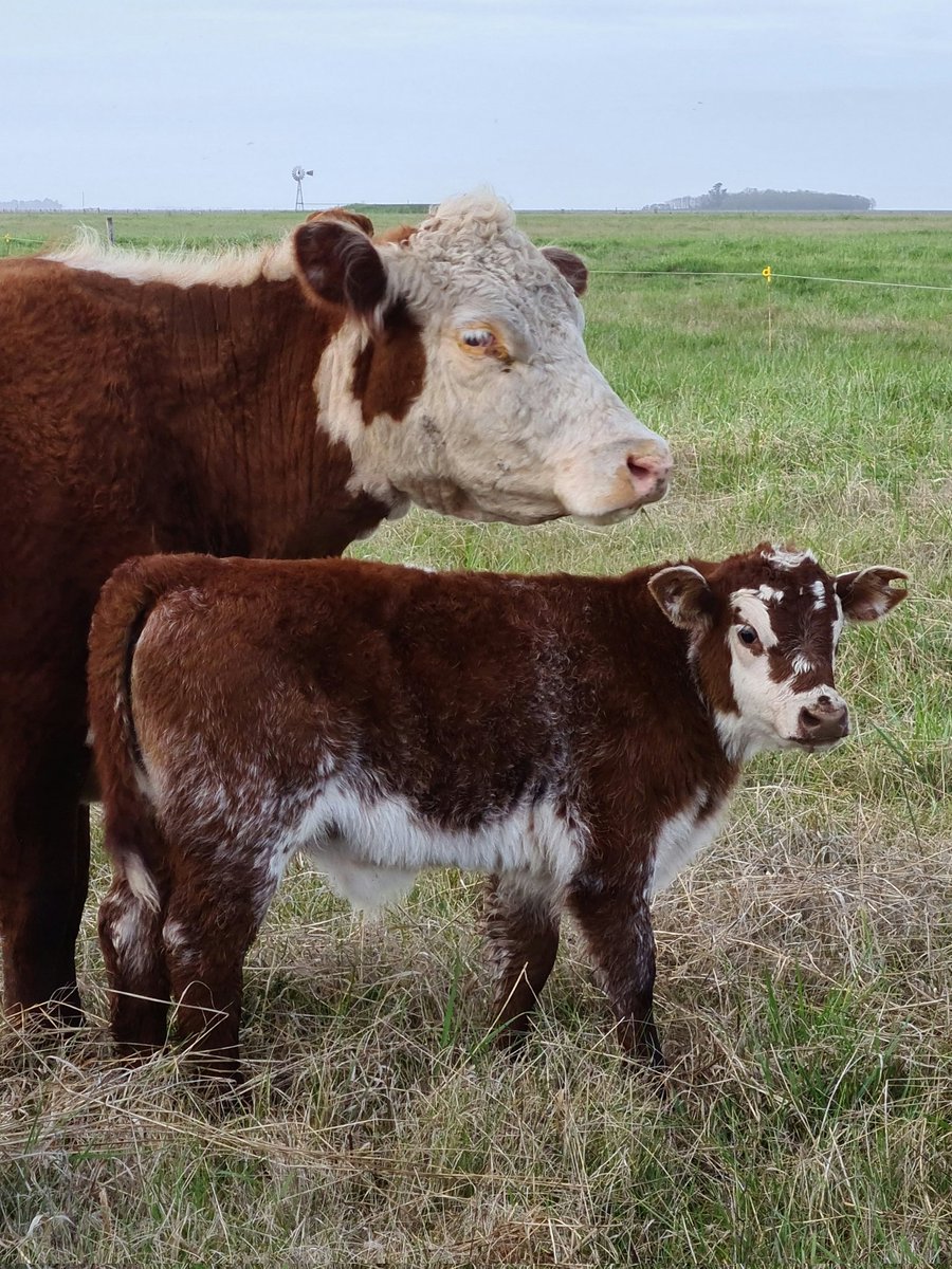 #Martesdeterneros padre Shorthon sobre vaca Hereford