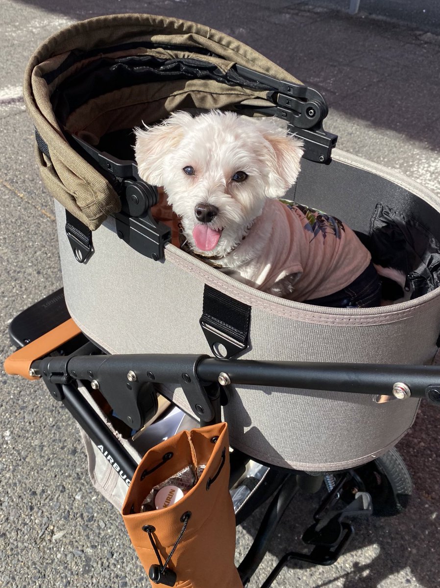 komukomu67's tweet photo. エアバギーを購入しました🐶🐾
楽しそうに乗ってくれるので
購入して良かったです✨

#犬　#犬のいる暮らし
#マルプー 
#エアバギー　
#エアバギーフォードッグ
#airbuggy #airbuggyfordog https://t.co/Y8ih6be8MK