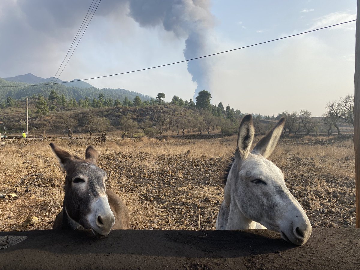 A different type of #VolcanoStories…

We managed to find a moment of tranquility in all the chaos, two donkeys seemingly not phased by the eruption behind them.

Muchos gracias amigos, feeling much calmer after meeting you ❤️🐴 @GeoTenerife 

#LaPalma