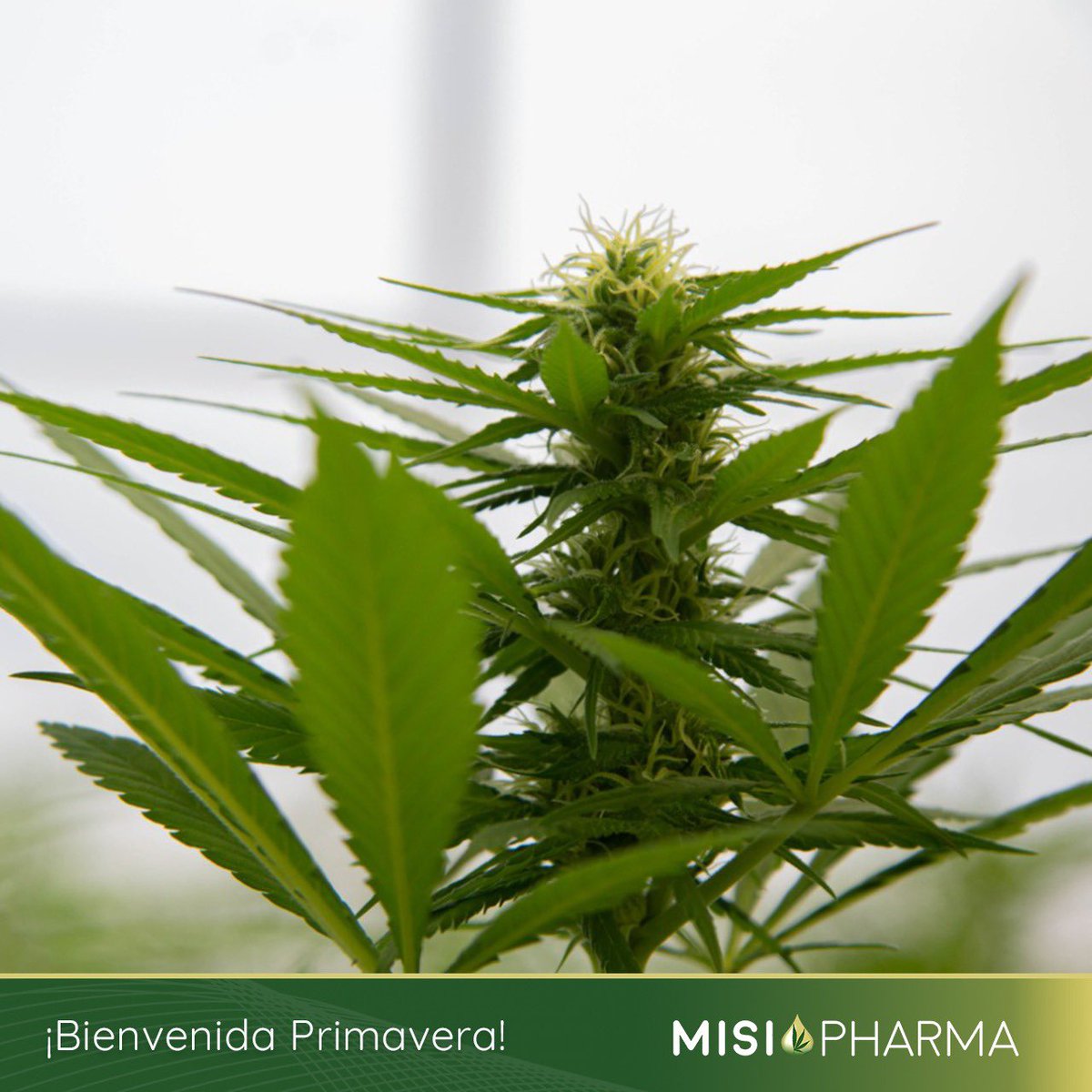 🌿⁣En nuestros primeros cultivos la primavera ya se hizo presente💐⁣
⁣Te mostramos con mucho orgullo nuestras primeras plantas hembras💪⁣
⁣⁣
𝐌𝐢𝐬𝐢𝐨𝐏𝐡𝐚𝐫𝐦𝐚🌱⁣⁣⁣⁣⁣⁣⁣
𝘊𝘪𝘦𝘯𝘤𝘪𝘢 𝘦 𝘪𝘯𝘯𝘰𝘷𝘢𝘤𝘪ó𝘯⁣⁣⁣⁣⁣⁣⁣
⁣⁣⁣⁣⁣⁣⁣
#misiopharma #medicina