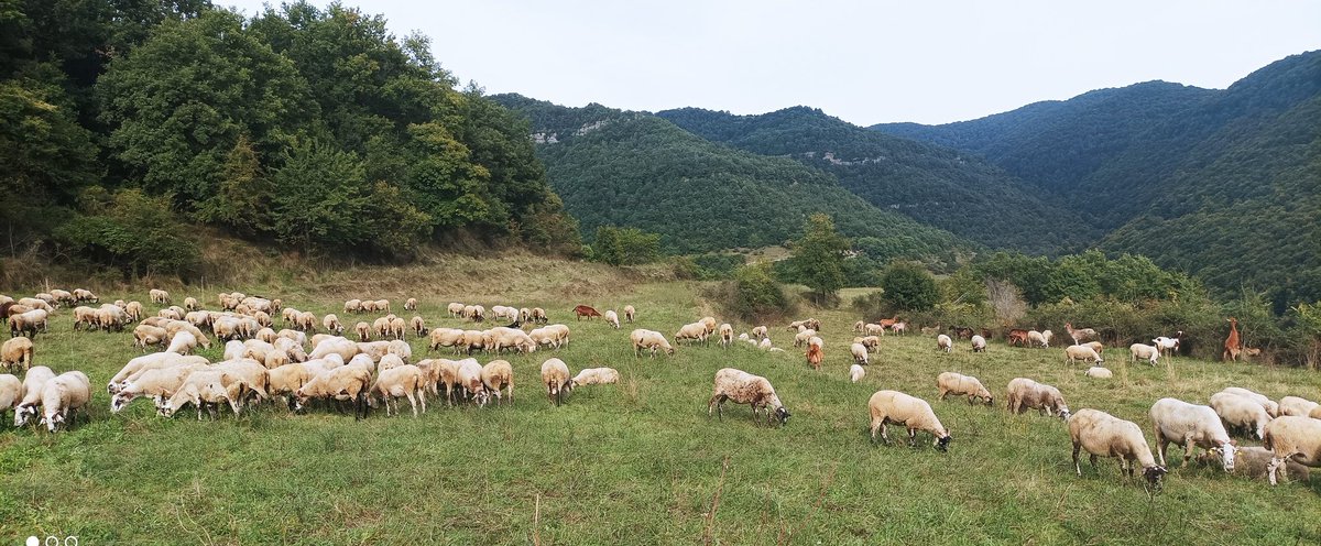 repoblem's tweet photo. El David és pastor.  Té un ramat de 400 ovelles 🐑 al #Ripollès, però ha de deixar la finca on està.
Busca una finca per arrendar, a qualsevol lloc de Catalunya, amb corral i unes 200 hectàrees aprox.

➡️ davidortegatorres77@gmail.com https://t.co/O47uvm6hco