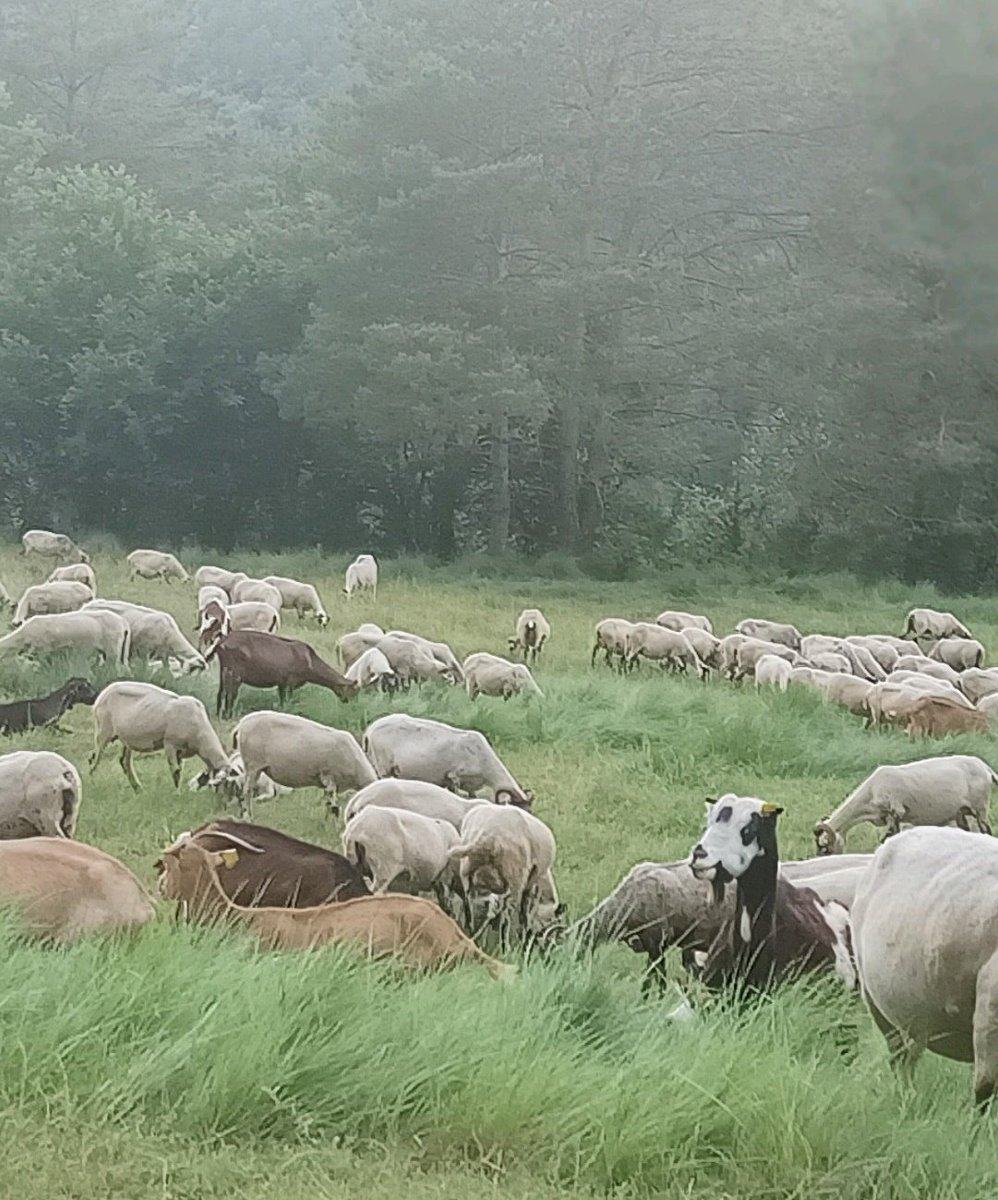 repoblem's tweet photo. El David és pastor.  Té un ramat de 400 ovelles 🐑 al #Ripollès, però ha de deixar la finca on està.
Busca una finca per arrendar, a qualsevol lloc de Catalunya, amb corral i unes 200 hectàrees aprox.

➡️ davidortegatorres77@gmail.com https://t.co/O47uvm6hco