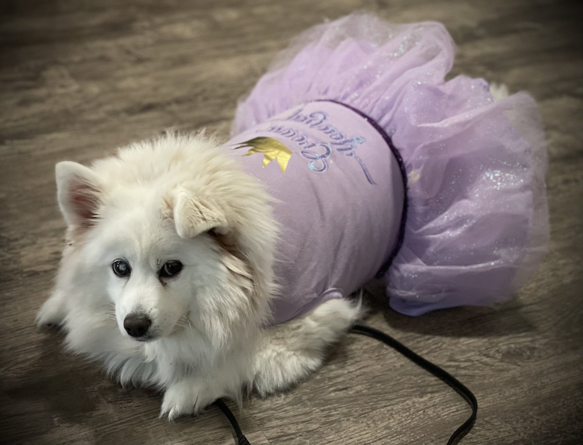 MagentaMinnie's tweet photo. @MagentaNik @TMobileGear I love them! 😍 my next pup will be a corgi. I have an Eskimo Spitz now and she is spoiled https://t.co/cBWrhg5Kn1