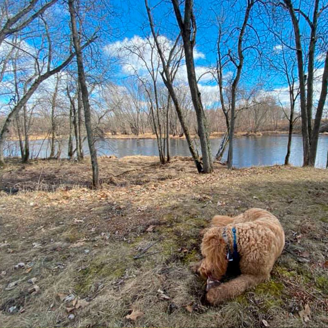 HaloCollar's tweet photo. Liesel is enjoying time down by the river, off-leash. 🐾
.
.
.
.
#halocollar #halo #smartfence #dogcollar #noleashlife #cesarmillan #cesarsway #invisiblefence #offleash #betterhumansbetterplanet https://t.co/V7srzVQG1l