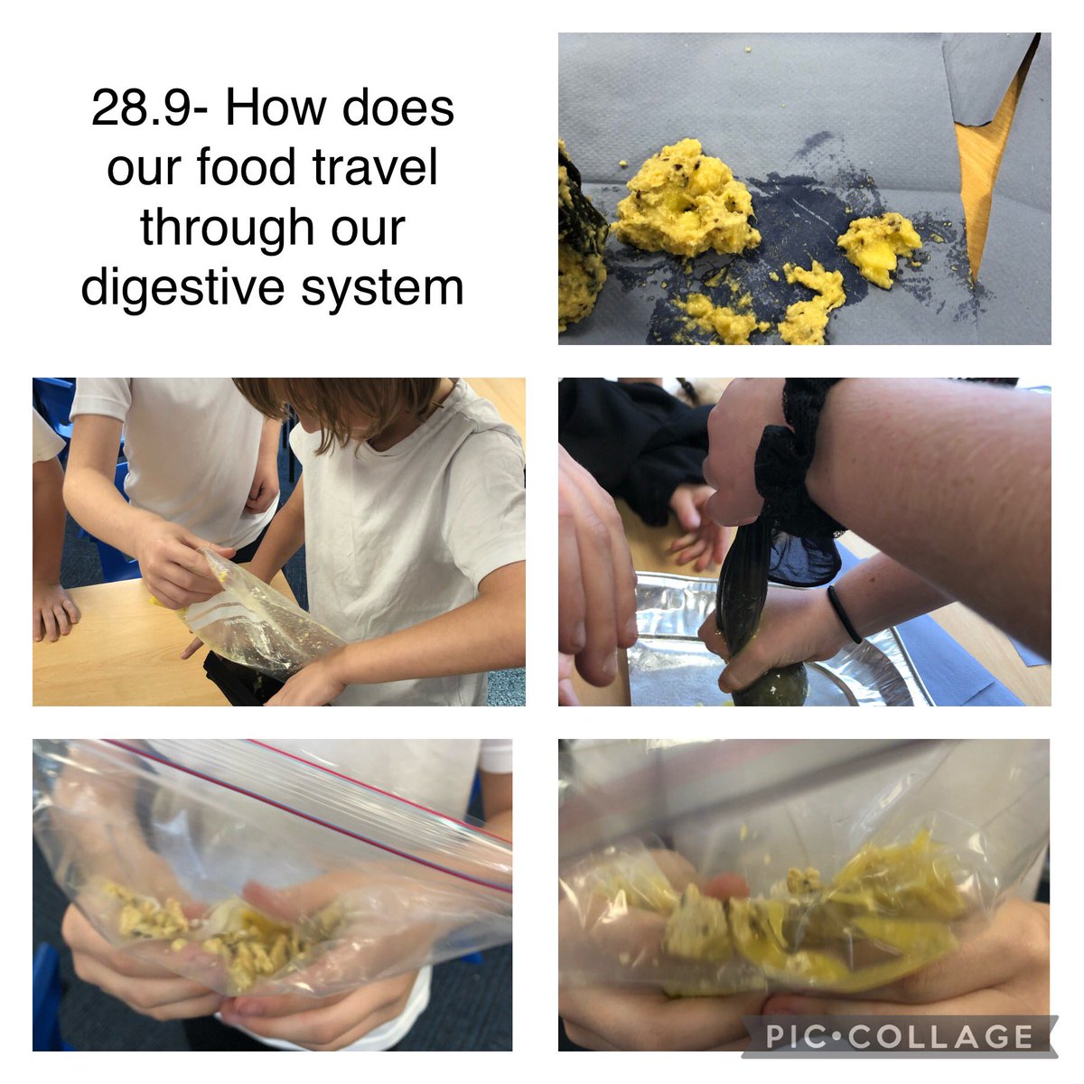 oakSomervilleP1's tweet photo. We’ve been looking at our digestive system this week in Science @oakSomervilleP1 @SomervilleCH44 https://t.co/WoPgKvxyYR