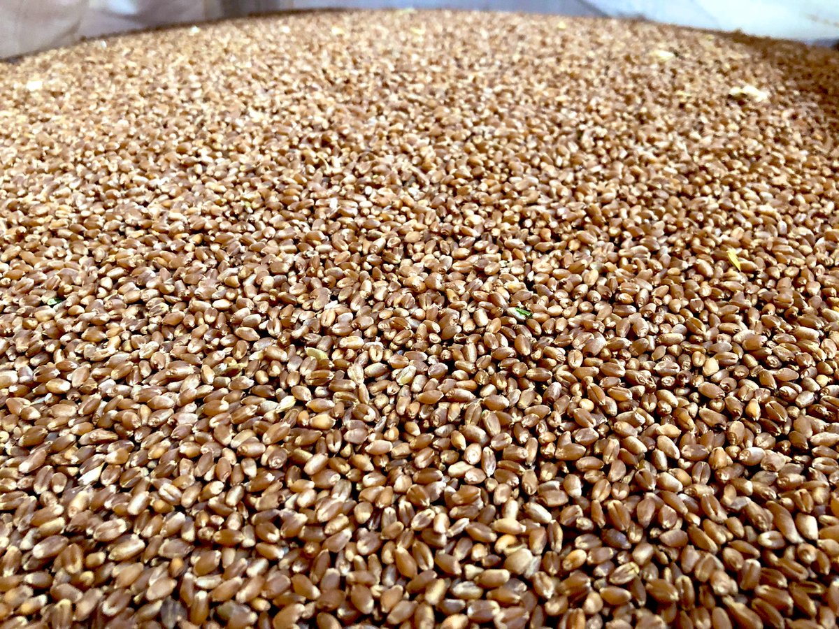 With grain prices going up it is common to see news reports talking about higher food costs. If you look at a loaf of bread the farmers share has gone from $0.08 to $0.13 per loaf. #bread #farming