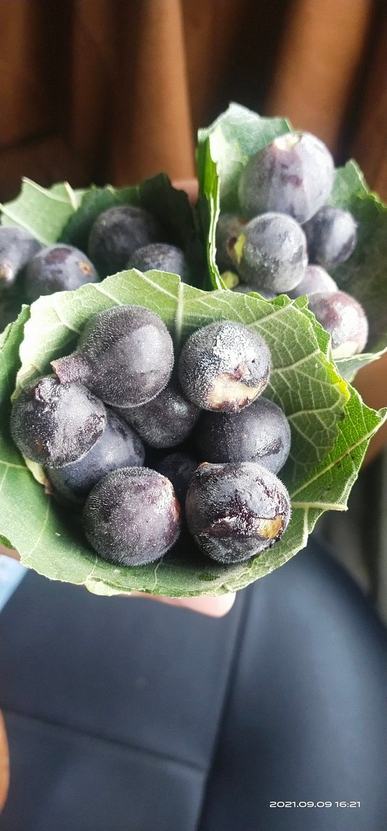 MobileCompute12's tweet image. What is this..gaus