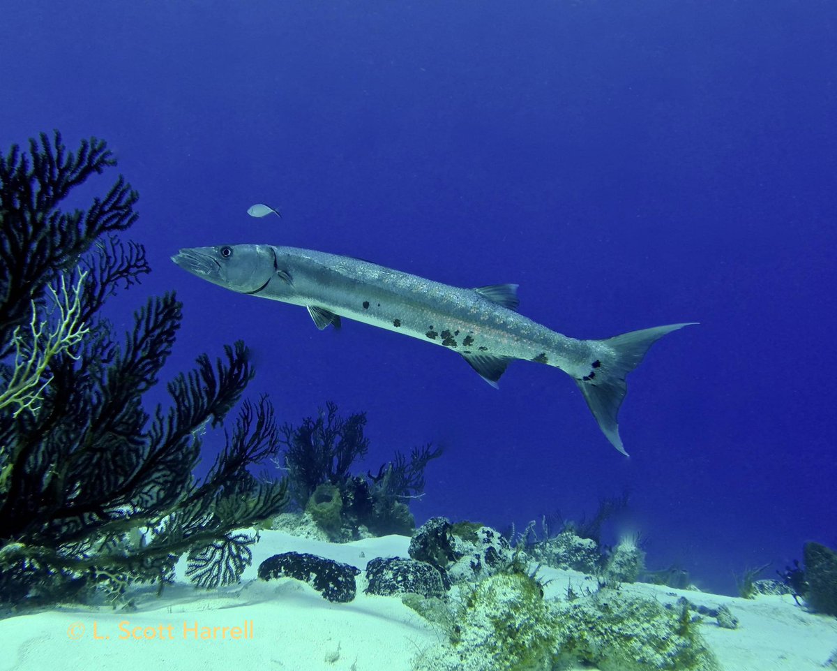 With their big teeth, do barracudas sort of give you the creeps or make you a bit nervous?  😳

Cozumel scuba diving!  ><(((º>  scubaluis.com 

Small groups. Fast boat. VIP service. Beginners &amp; advanced divers get *maximum bottom time*

#scubadiving #cozumel