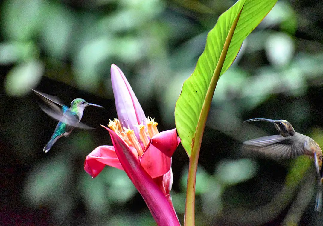 SlowCostaRica's tweet photo. Toujours un bonheur d'observer des #colibris voler. On peut en observer 53 au #CostaRica !  Ici une Dryade couronnée (bleue) fait face à un Ermite à queue longue ! Infos sur le blog 
https://t.co/dhoPwe9MaX

#colibri #bird #puravida 
#nature #jungle #Voyage #oiseaux #hummingbird https://t.co/tAmvChGYu3