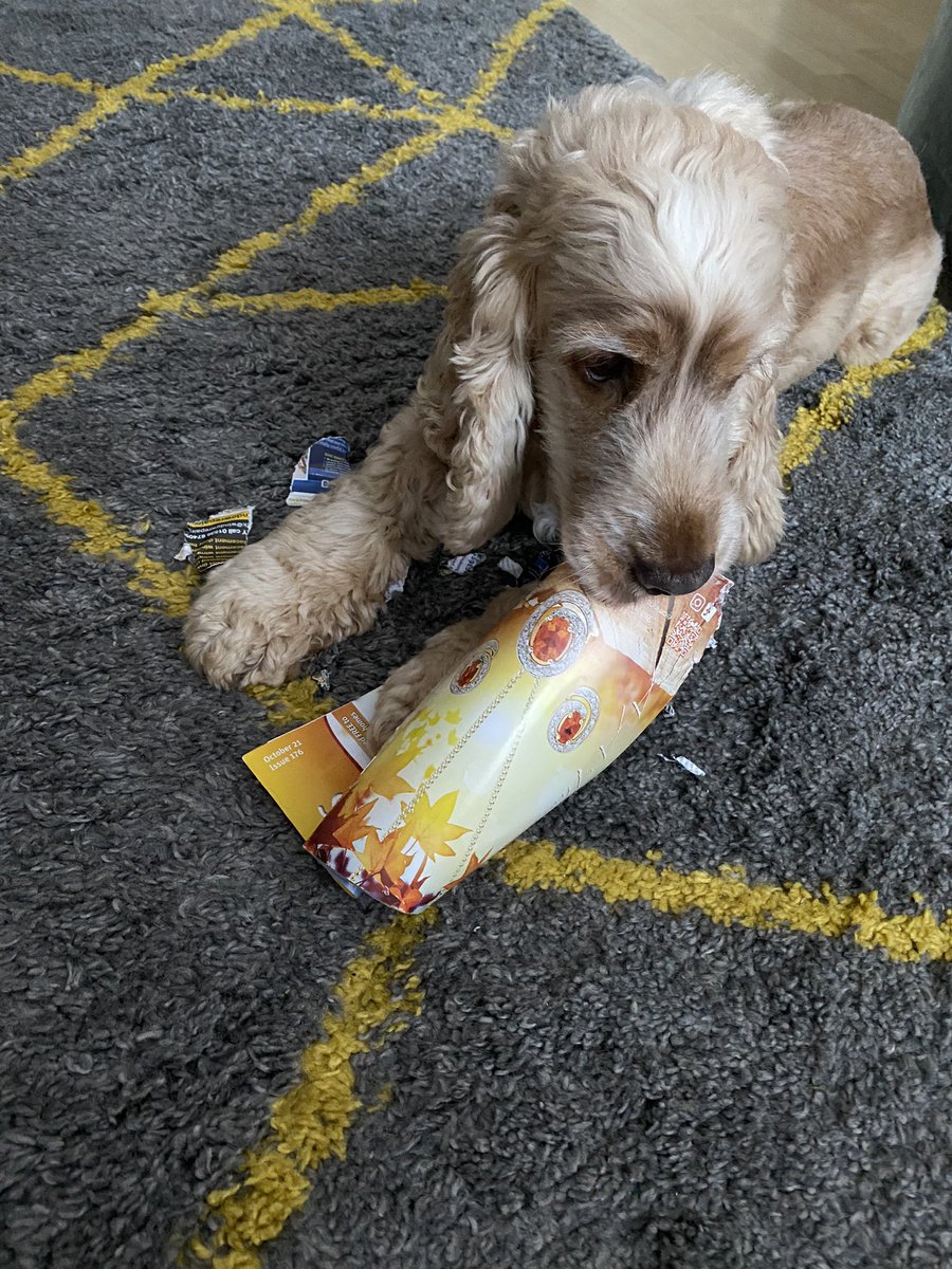 Humfthecocker's tweet photo. I love being Mums shredder 😂😂 https://t.co/UGIneNoP9O
