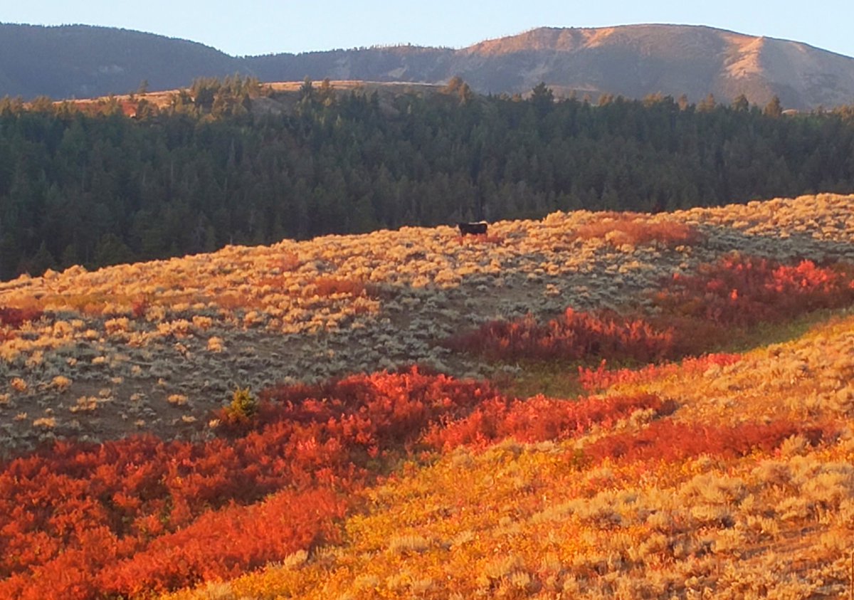 Yellowstone National Park on Twitter "Autumn has arrived in